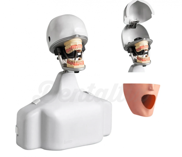 Fantoma com Cabeça e Tronco para Simulação Odontológica Img: 202503081