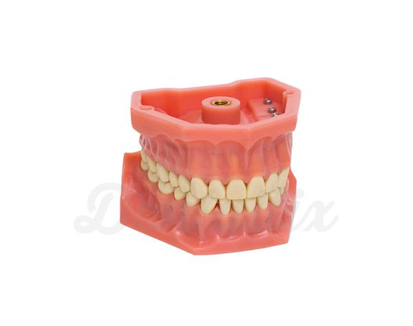 Tipodonto Adulto A3: Modelo de mandíbula (32 dentes) Img: 202110301