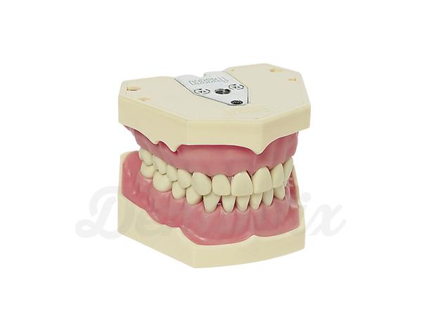 AG-3: Modelo de typodont para adultos - 32 dentes Img: 202110301