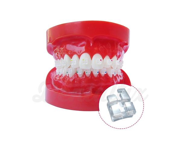 Tipodonto con Brackets de Safira Nina Img: 202110301