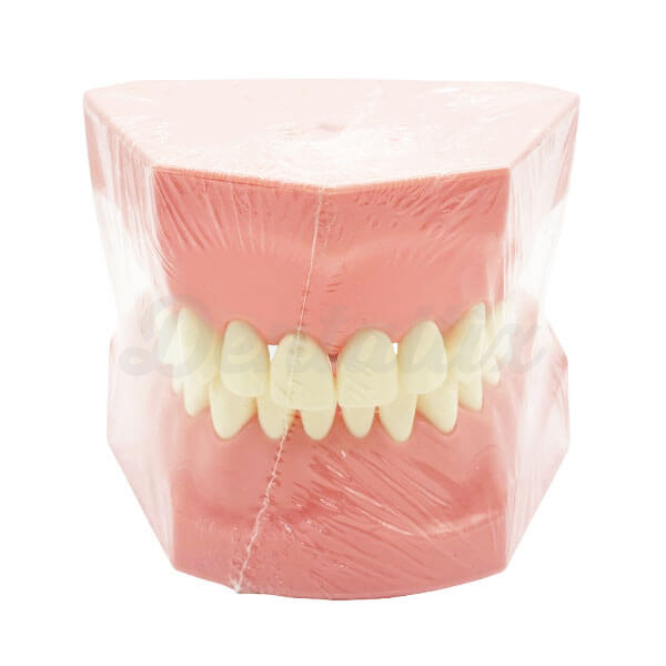 Typodont Dentário Padrão - Adulto Img: 202510181