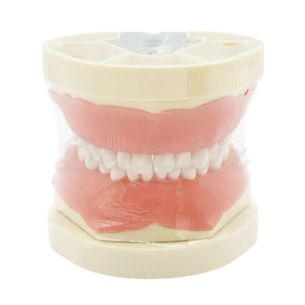 Typodont Dentário Padrão - Crianças Img: 202510181
