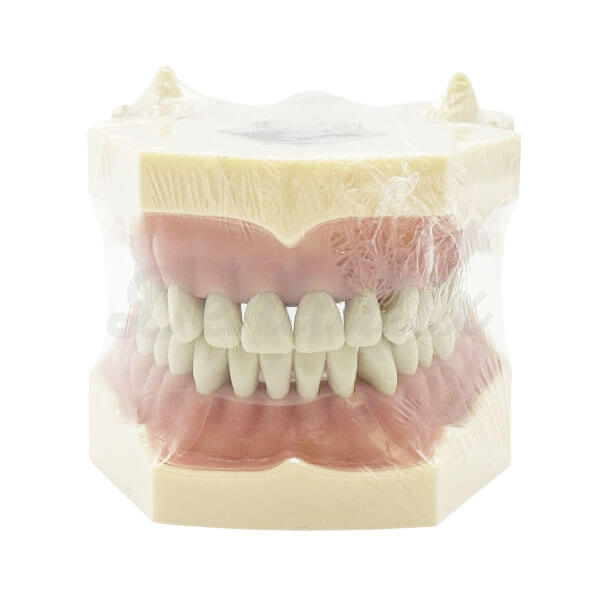 Typodont Dentário Tipo Frasaco  - Adulto Img: 202510181