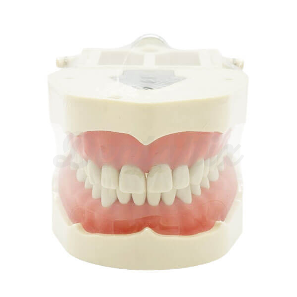 Typodont Dentário Tipo Frasaco - Crianças Img: 202510181