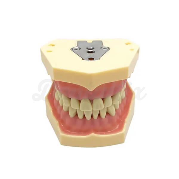 Typodont Dentário Tipo Frasaco - Adulto Img: 202509131