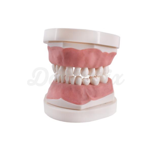 Tipodonto Infantil: Modelo de Dentadura Mista