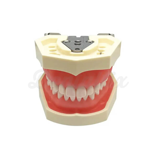 Typodont Dentário Tipo Nissin - Adulto Img: 202509131