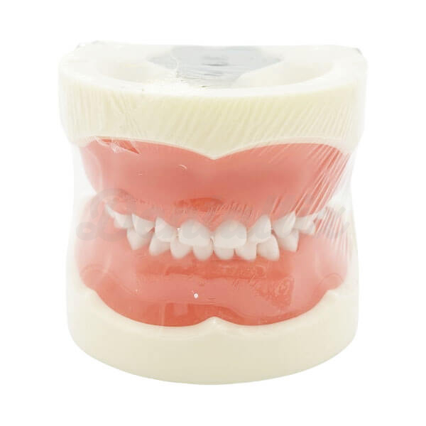 Typodont Dentário Tipo Nissin - Crianças Img: 202510181