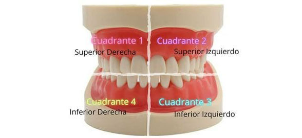 Guía Completa sobre la Numeración Dental